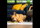 Easy-to-use lickable supplements offer a simple way to make your pet’s wellness an effortless part of everyday life.